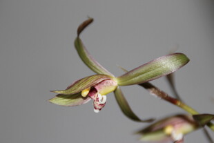 优雅绽放的兰花