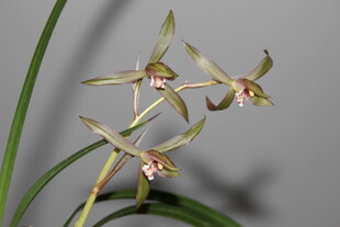 优雅绽放的兰花