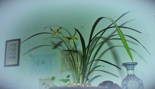 室内优雅绿植兰花盆栽