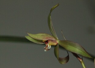 优雅绽放的绿色兰花