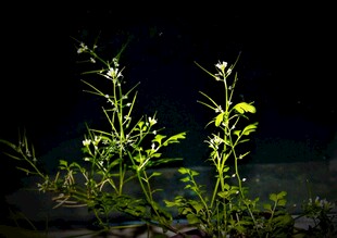 黑暗中绽放的清新小花