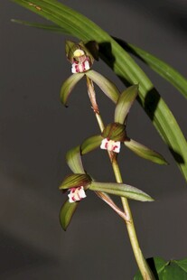 优雅细茎兰花绽放