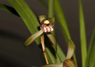 优雅绽放的兰花