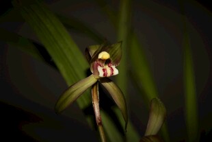 优雅单株兰花特写