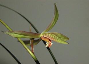 优雅单株兰花特写