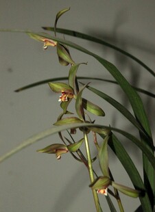 优雅绽放的兰花