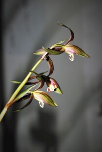 优雅绽放的珍稀兰花