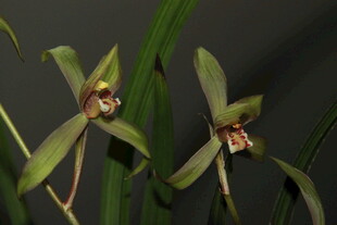 两株优雅的绿色兰花