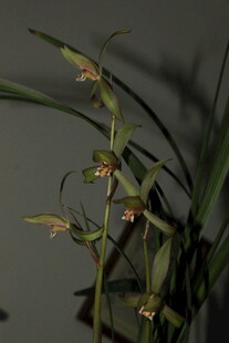 优雅绽放的兰花