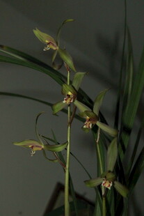 优雅绽放的细长茎兰花