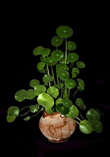 铜钱草盆栽绿意盎然