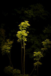 暗夜中挺立的翠绿植株