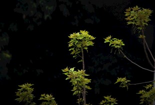 暗夜中的嫩绿新枝