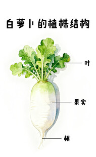 白萝卜植株结构示意图
