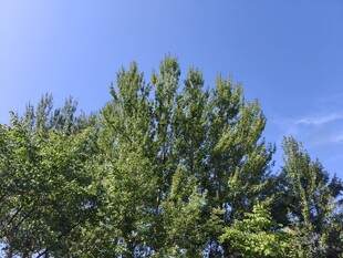 蓝天绿树风景图