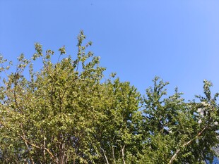 蓝天映衬下的葱郁树木