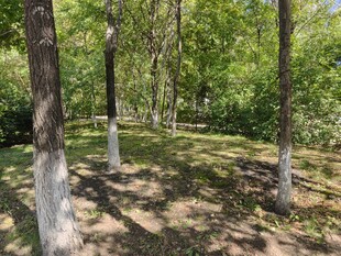 夏日林间光影斑驳景象