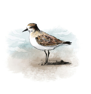 沙滩上的彩绘小鸟