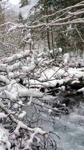 冬日雪覆树林溪流美景