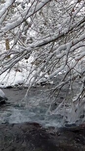 雪覆树枝下的潺潺溪流