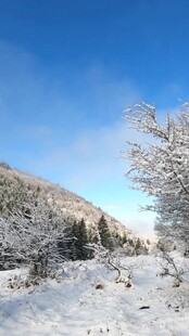 冬日雪景中的山林树木