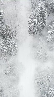 冬日雪景中的银白树林