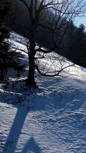 冬日雪林孤树的静谧景象