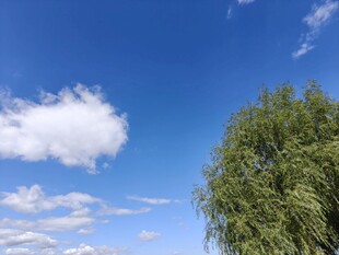 蓝天绿树间的悠然景致