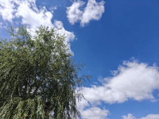 蓝天绿树间的清新景致