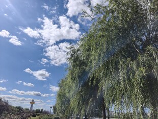 蓝天白云下的垂柳风景
