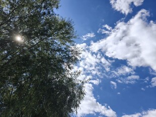 阳光透过枝叶下的蓝天白云