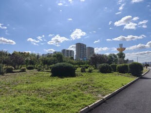 城市中绿意盎然的道路景观