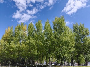 蓝天绿树风景美