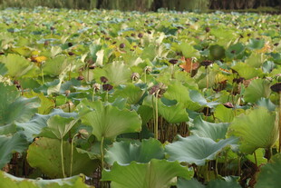 荷花池