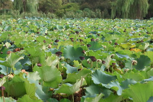 荷花池
