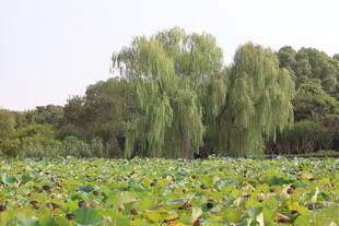 柳树荷花池