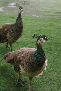 草地上的两只孔雀