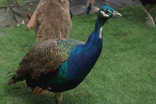 草地上的美丽孔雀