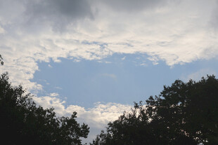 透过树梢看天空中的云朵