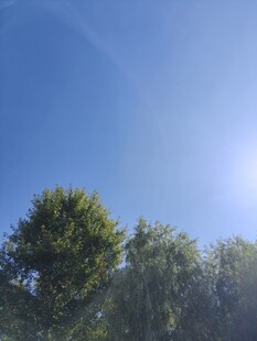 蓝天绿树间的明媚阳光