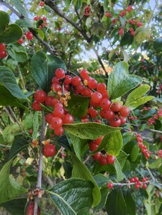 枝头红果绿叶相映成趣