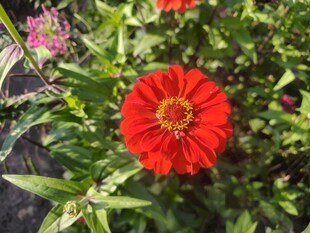 鲜艳红花绽放于绿叶间