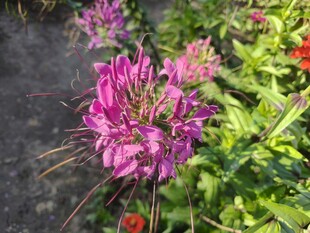 娇艳醉蝶花绽放于绿野