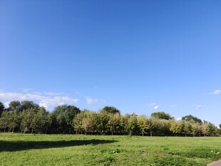 广阔绿野与蓝天绿树美景