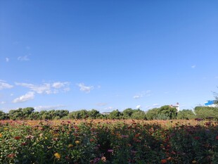 多彩花田映蓝天