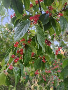 枝头红果绿叶相映成趣