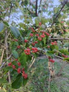 枝头红果绿叶相映成趣