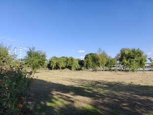 户外开阔草地与绿树景观