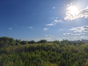 阳光照耀下的葱郁绿野