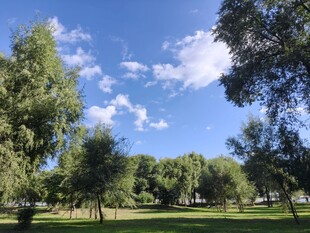 公园绿树蓝天美景